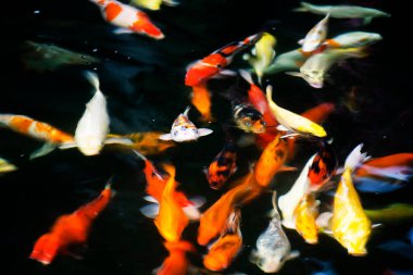 Renkli Japon sazan balığı ya da Koi japon balığı daha spesifik olarak nishikigoi tatlı suda yüzer Bangkok, Tayland 'daki bahçe parkında havuzda yüzer.