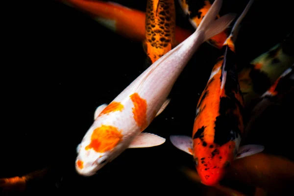 Χρωματιστές Ποικιλίες Ιαπωνικό Φανταχτερό Κυπρίνος Koi Ιαπωνικά Ψάρια Πιο Συγκεκριμένα — Φωτογραφία Αρχείου