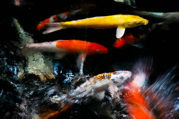 Färgade Sorter Japansk Tjusig Karp Eller Koi Japansk Fisk Mer — Stockfoto