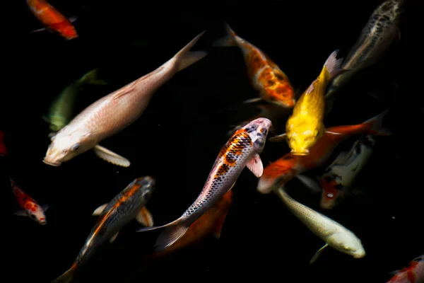 색깔의 잉어나 물고기 구체적으로 시키고 가타이 방콕의 공원의 연못에서 민물에서 — 스톡 사진