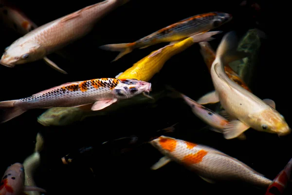 色鮮やかな日本の鯉や鯉日本の魚 特に淡水で泳ぐ錦鯉や タイのバンコクのガーデンパークのプール — ストック写真