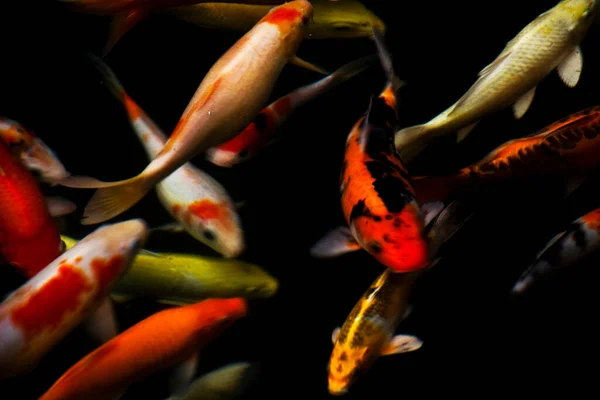 Warna Warni Ikan Mas Jepang Atau Ikan Jepang Koi Lebih — Stok Foto