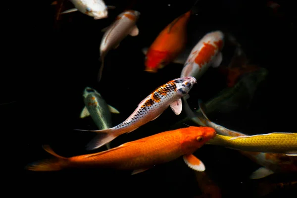 Χρωματιστές Ποικιλίες Ιαπωνικό Φανταχτερό Κυπρίνος Koi Ιαπωνικά Ψάρια Πιο Συγκεκριμένα — Φωτογραφία Αρχείου