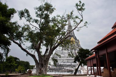 Antik beyaz stupa Phukhao Tanga antik harabeleri Tayland 'a seyahat eden insanlar için Chedi' yi ziyaret edin kutsal Buda emanetlerine saygı gösterin Phra Nakhon Si Ayutthaya Tayland 'daki Phra Phu Khao Thong tapınağında dua edin.