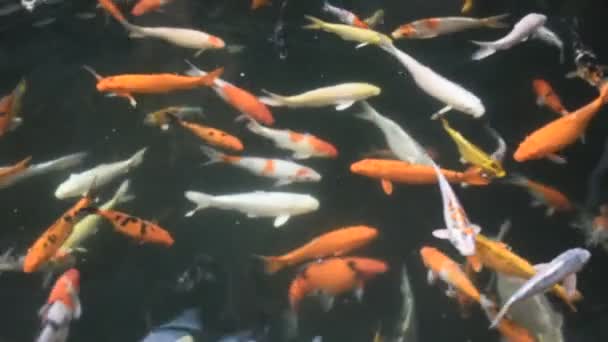 在泰国曼谷的水塘和花园公园的游泳池里 色彩艳丽的日本鲤鱼 更具体地说 是在淡水中游泳的日本小鱼 — 图库视频影像