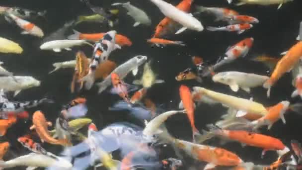 Varietà Colorate Giappone Fantasia Carpa Koi Pesce Giapponese Più Specificamente — Video Stock