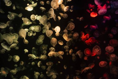 Sea jellies or Jellyfish in Institute building Marine Aquarium and Science Museum for thai people traveler travel visit learning aquatic animals sea life in Chonburi, Thailand