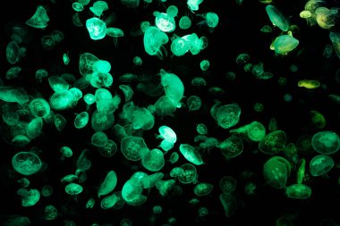 Sea jellies or Jellyfish in Institute building Marine Aquarium and Science Museum for thai people traveler travel visit learning aquatic animals sea life in Chonburi, Thailand