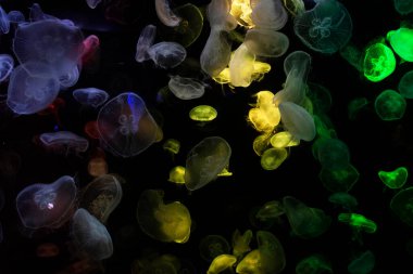 Sea jellies or Jellyfish in Institute building Marine Aquarium and Science Museum for thai people traveler travel visit learning aquatic animals sea life in Chonburi, Thailand