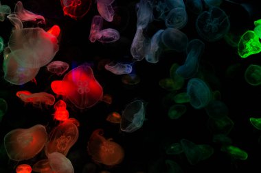 Sea jellies or Jellyfish in Institute building Marine Aquarium and Science Museum for thai people traveler travel visit learning aquatic animals sea life in Chonburi, Thailand