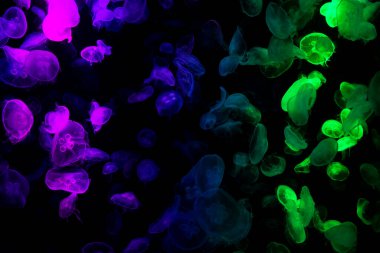 Sea jellies or Jellyfish in Institute building Marine Aquarium and Science Museum for thai people traveler travel visit learning aquatic animals sea life in Chonburi, Thailand