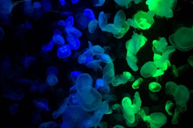 Sea jellies or Jellyfish in Institute building Marine Aquarium and Science Museum for thai people traveler travel visit learning aquatic animals sea life in Chonburi, Thailand