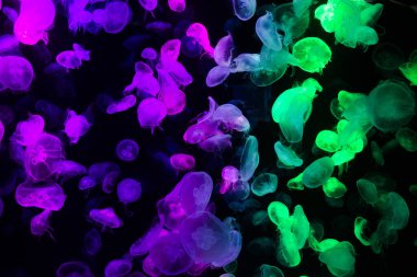 Sea jellies or Jellyfish in Institute building Marine Aquarium and Science Museum for thai people traveler travel visit learning aquatic animals sea life in Chonburi, Thailand