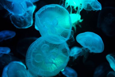 Sea jellies or Jellyfish in Institute building Marine Aquarium and Science Museum for thai people traveler travel visit learning aquatic animals sea life in Chonburi, Thailand