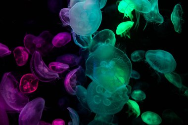 Sea jellies or Jellyfish in Institute building Marine Aquarium and Science Museum for thai people traveler travel visit learning aquatic animals sea life in Chonburi, Thailand