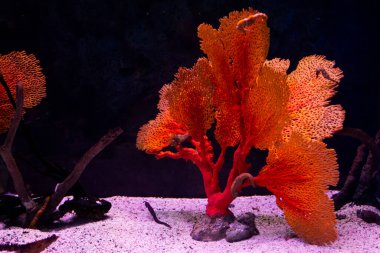 Institute building Marine Aquarium and Science Museum for thai people traveler travel visit learning aquatic animals sea life in Chonburi Thailand