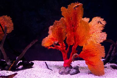 Institute building Marine Aquarium and Science Museum for thai people traveler travel visit learning aquatic animals sea life in Chonburi Thailand