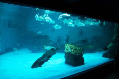 Institute building Marine Aquarium and Science Museum of Burapha University for thai people and foreign travelers travel visit study learning aquatic animals sea life at Bangsaen in Chonburi, Thailand
