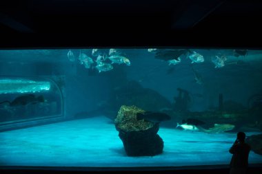 Institute building Marine Aquarium and Science Museum of Burapha University for thai people and foreign travelers travel visit study learning aquatic animals sea life at Bangsaen in Chonburi, Thailand