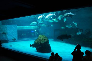 Institute building Marine Aquarium and Science Museum of Burapha University for thai people and foreign travelers travel visit study learning aquatic animals sea life at Bangsaen in Chonburi, Thailand