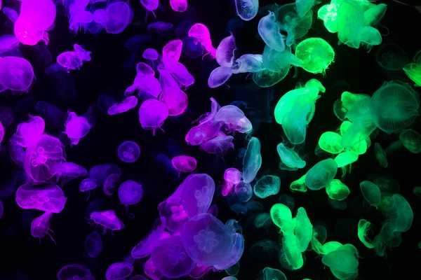 Sea jellies or Jellyfish in Institute building Marine Aquarium and Science Museum for thai people traveler travel visit learning aquatic animals sea life in Chonburi, Thailand