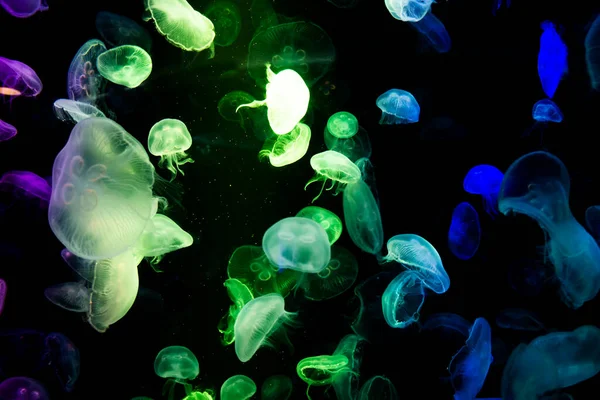 Sea jellies or Jellyfish in Institute building Marine Aquarium and Science Museum for thai people traveler travel visit learning aquatic animals sea life in Chonburi, Thailand