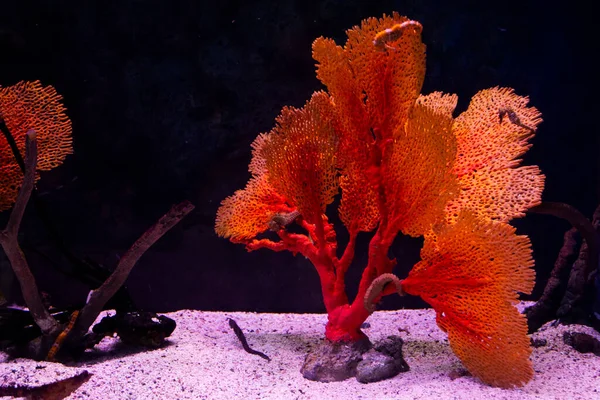 Institute building Marine Aquarium and Science Museum for thai people traveler travel visit learning aquatic animals sea life in Chonburi Thailand