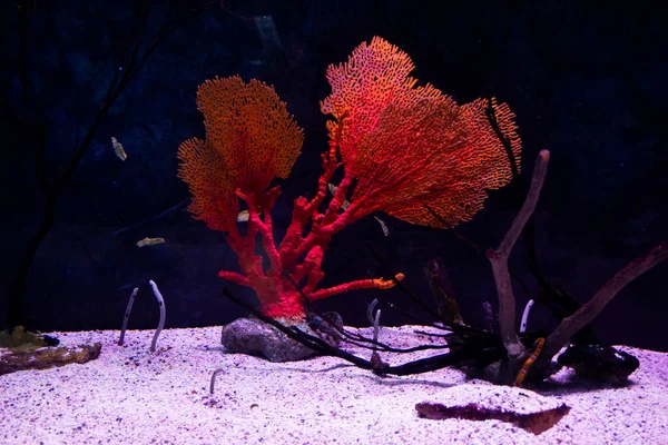 Institute building Marine Aquarium and Science Museum for thai people traveler travel visit learning aquatic animals sea life in Chonburi Thailand