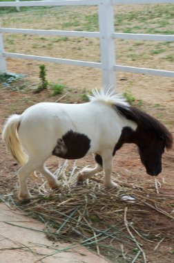 Pony dwarf horse or Miniature horse in stable box stall of animal farm in garden resort for travelers thai guest people travel visit feeding food at Kaeng Krachan National Park in Phetchaburi Thailand