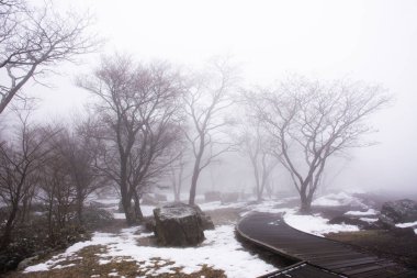 Kore halkının Jeju Adası Jeju, Güney Kore gezisi için Hallasan Ulusal Parkı 'ndaki Hanla Dağı volkanı veya Halla Dağı' ndaki ormandaki bitki ağacına düşen manzara ve kar manzarası