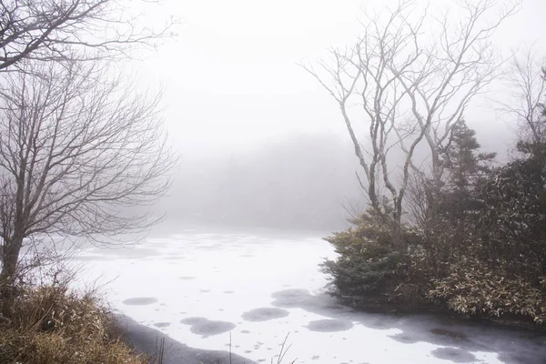 stock image Landscape and snow falling covered on plant tree with pond lake water frozen in forest on Hanla Mountain or Mount Halla in Hallasan National Park for korean visit in Jeju Island in Jeju-do South Korea