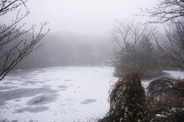 Landschaft Und Schnee Fallen Auf Pflanzbaum Mit Teichsee Wasser Gefroren — Stockfoto