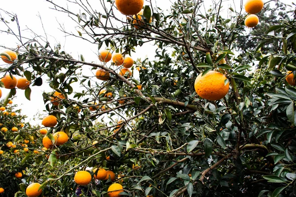 Hallabong Portakallarının Ekili Tarımı Jeju Bahçe Parkındaki Meyve Ağacı Koreli — Stok fotoğraf