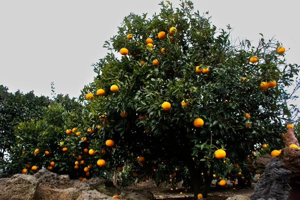 Plantation Agriculture Hallabong Mandarin Oranges Fruits Plant Tree Jeju Garden — Stock Photo, Image