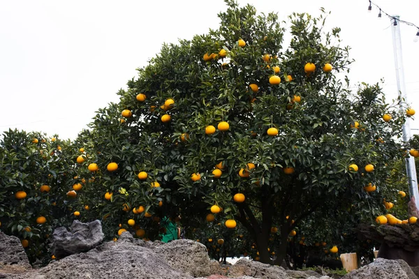 Hallabong Portakallarının Ekili Tarımı Jeju Bahçe Parkındaki Meyve Ağacı Koreli — Stok fotoğraf