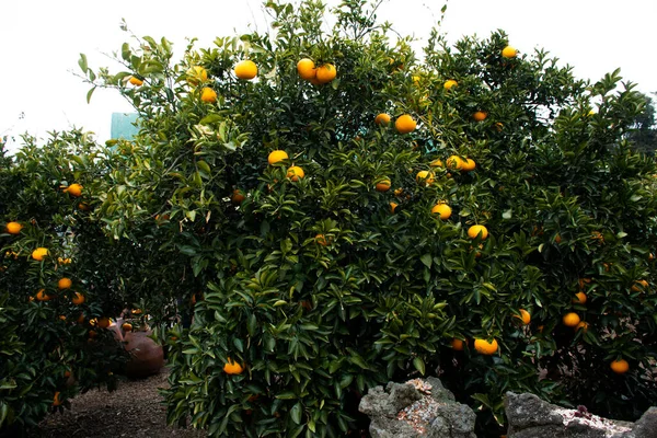 Плантация Сельское Хозяйство Hallabong Мандарин Апельсины Растения Растения Дерева Саду — стоковое фото