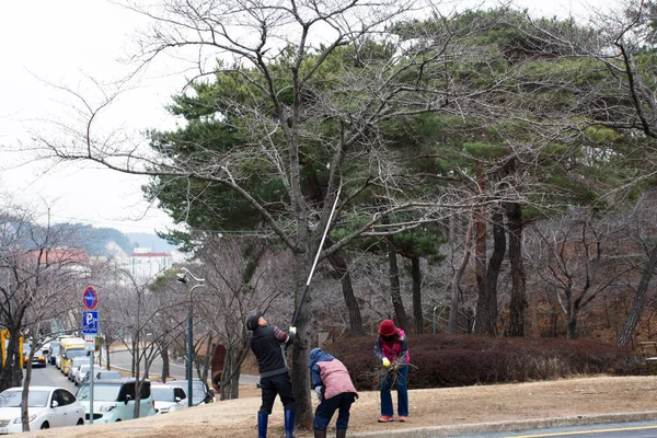 Koreański Robotnik Pracujący Przy Cięciu Gałęzi Drzew Ogrodnictwie Wycinanie Gałęzi — Zdjęcie stockowe