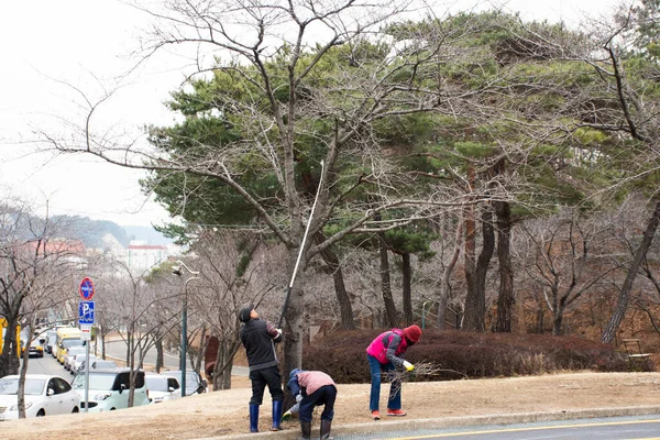 Trabalhadores Coreanos Trabalham Cortando Árvores Galhos Jardinando Cortando Plantas Folhas — Fotografia de Stock