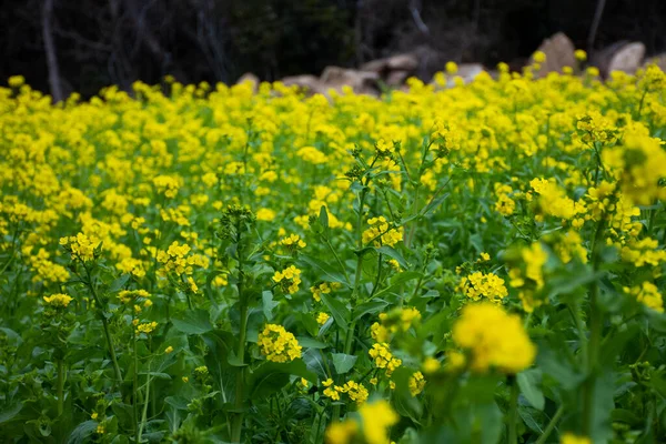 Canola Virágok Növények Vagy Repce Növény Kert Park Erdei Emlékművek — Stock Fotó