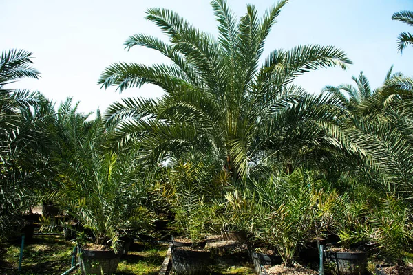 Datas Palmeira Planta Árvore Comestível Fruta Doce Phoenix Dactylifera Jardim — Fotografia de Stock