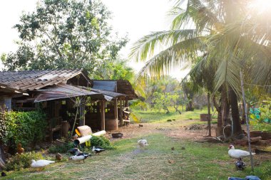 Tayland 'ın Phatthalung kentinin kırsal kesimindeki bahçe parkında yerel Tayland ördekleri ve Moskovalı ördekler yürüyüş yapıyor.