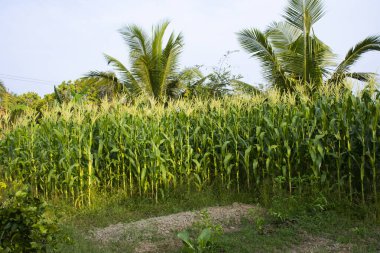 Tayland, Phatthalung kırsalında hasat hasat yetiştiren Taylandlı çiftçiler için mısır tarlalarındaki tarımsal ekin ekimi tarlalarına bakın.