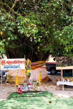 Antik Khun Sri Sattha tapınağı bodhi ağacında ve banyan bitkisi Wat Tha Khae Tapınağı 'nda. Tayland' ın başkenti Phatthalung 'da 12 Mart 2023' te kutsanmış kutsal gizeme saygı duy.