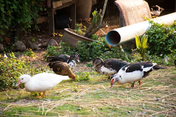 Die Einheimische Thailändische Enten Und Moskitontenfamilie Findet Morgens Auf Dem — Stockfoto