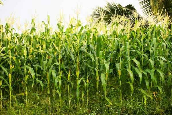 Побачте Ландшафтні Сільськогосподарські Плантації Сади Кукурудзяних Дерев Полі Садівництва Кукурудзи — стокове фото
