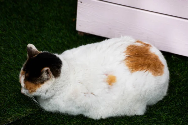 Koreański Domowe Grube Koty Śpi Plastikowej Trawie Podłogi Gamcheon Kultury — Zdjęcie stockowe
