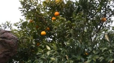 Hallabong portakallarının ekili tarımı Jeju bahçe parkındaki meyve ağacı Koreli ve yabancı gezginlerin ziyaret ettiği yer. Jeju do Adası, Güney Kore 'de iç.