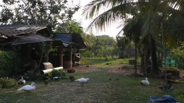 Binnenlandse Lokale Thaise Eend Muskuseenden Familie Wandelen Vinden Voeden Gras — Stockvideo