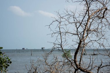Tayland 'ın Surat Thani kentindeki Kanchanadit kentindeki Ban Pak Nam Kade balıkçı köyünde Tayland balıkçıları ve deniz okyanusundaki Tayland balıkçılarının bambu kafesinde deniz balığı çiftliği ve deniz manzarası.