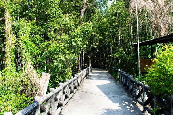 View Landscape Mangrove Forest Intertidal Jungle Walkway Footpath Thai People — Stock Photo, Image